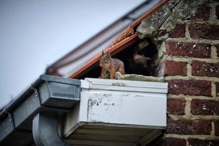 roof maintenance to double check for squirrels on the roof
