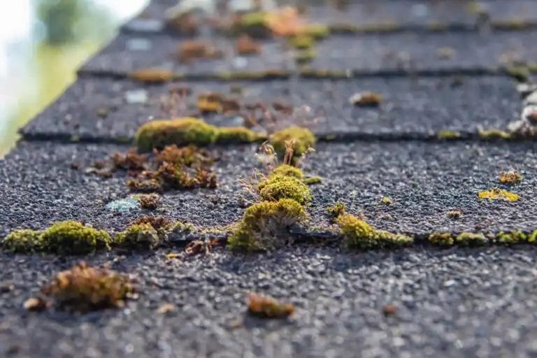 How To Remove Moss From Your Roof (DIY Guide)